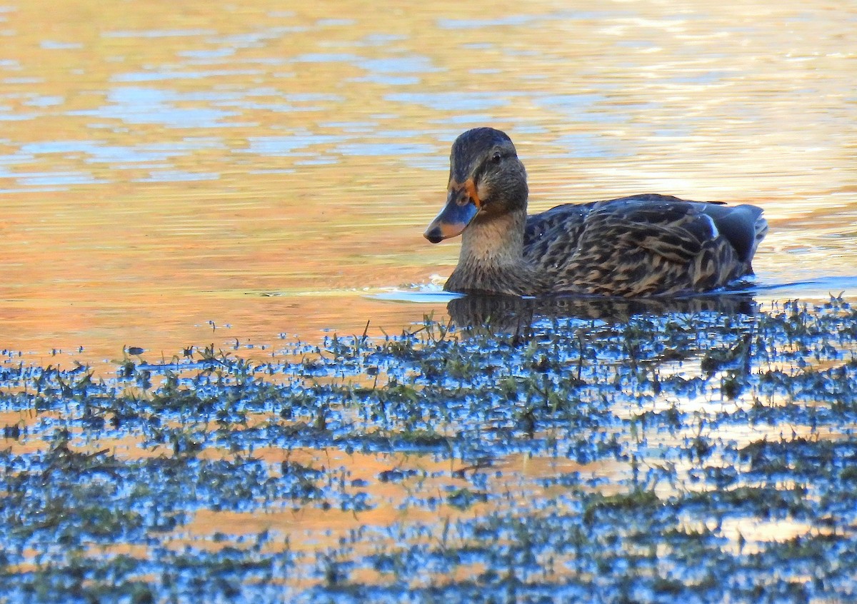 Крижень звичайний - ML647528191
