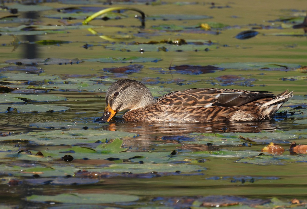 Крижень звичайний - ML647528192