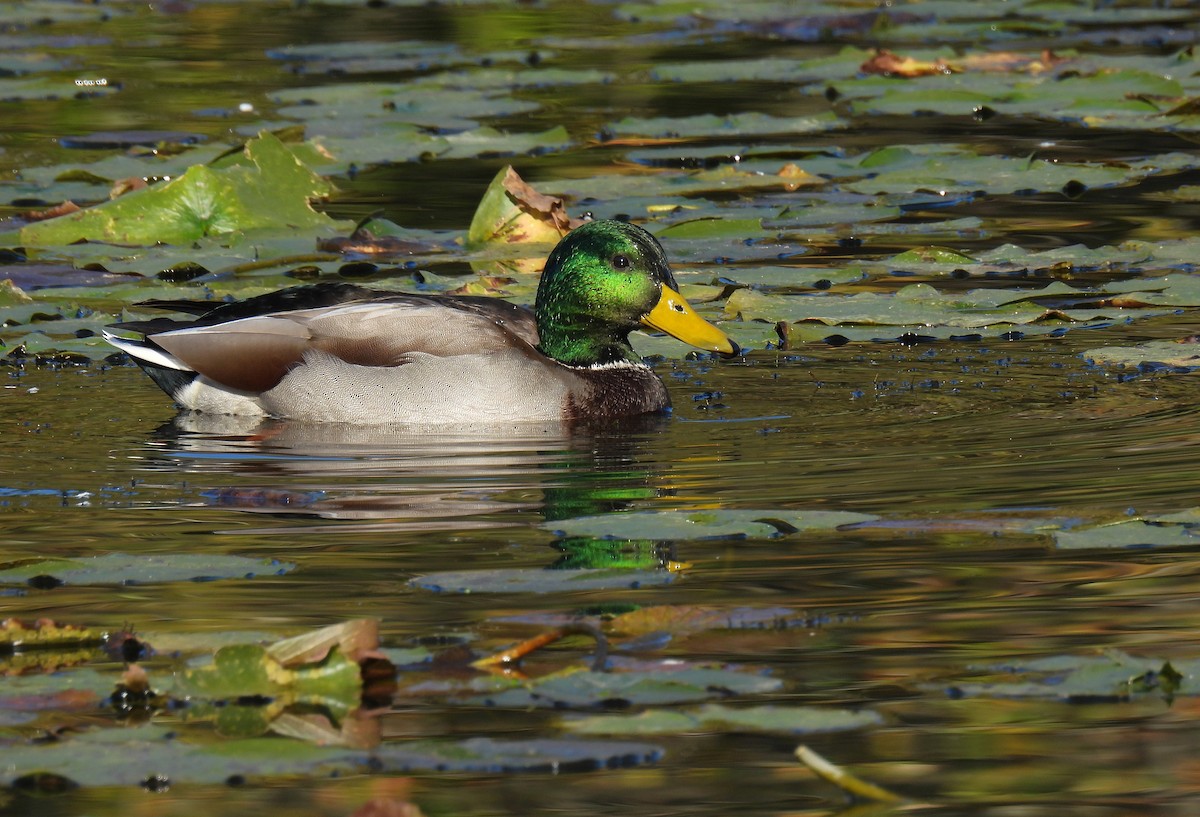 Крижень звичайний - ML647528193