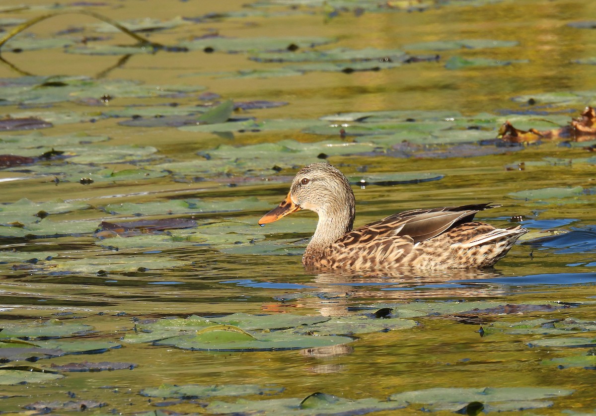Крижень звичайний - ML647528195