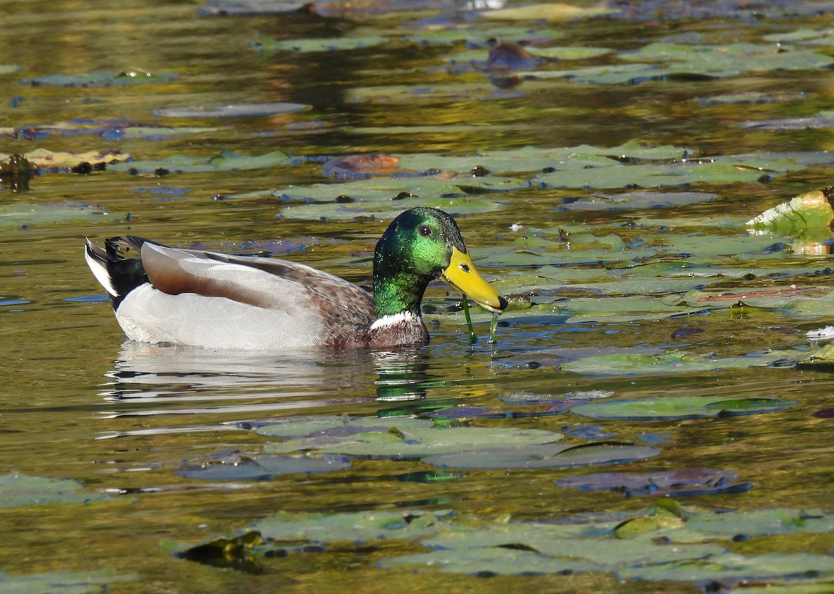 Крижень звичайний - ML647528196