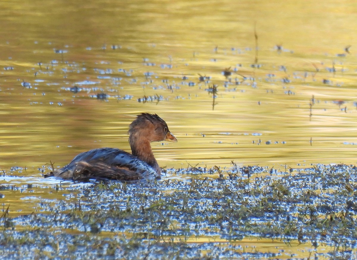 Пірникоза рябодзьоба - ML647528201