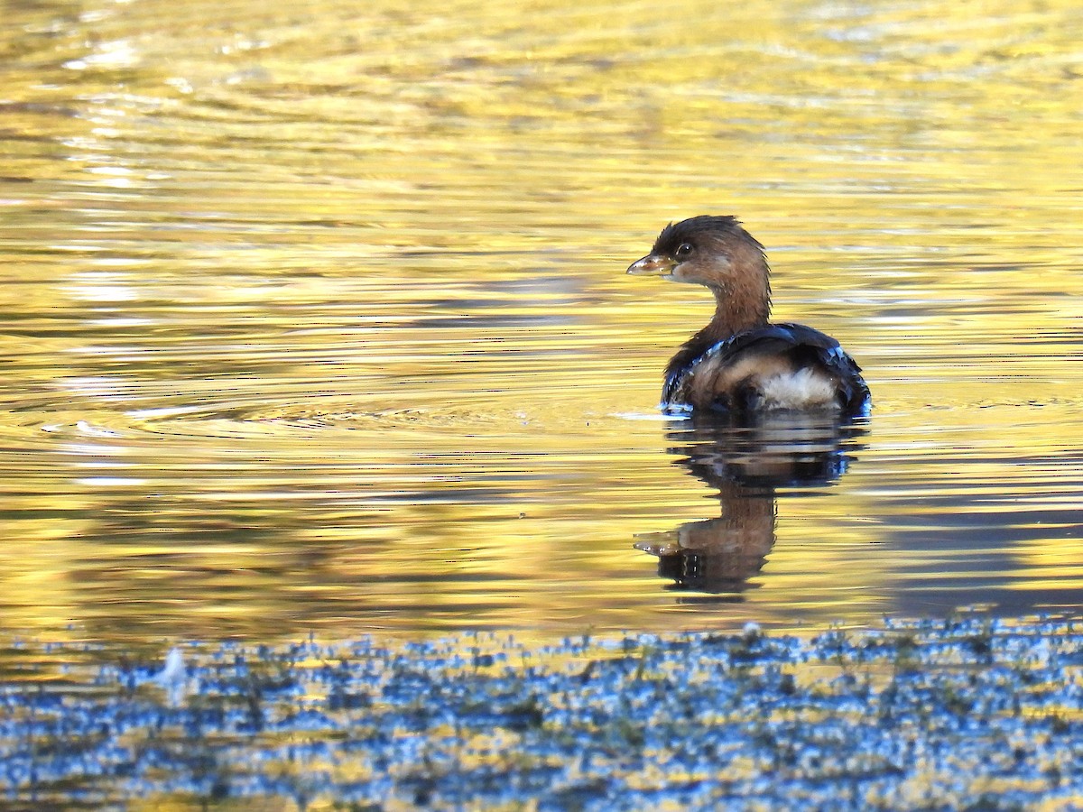 Пірникоза рябодзьоба - ML647528202