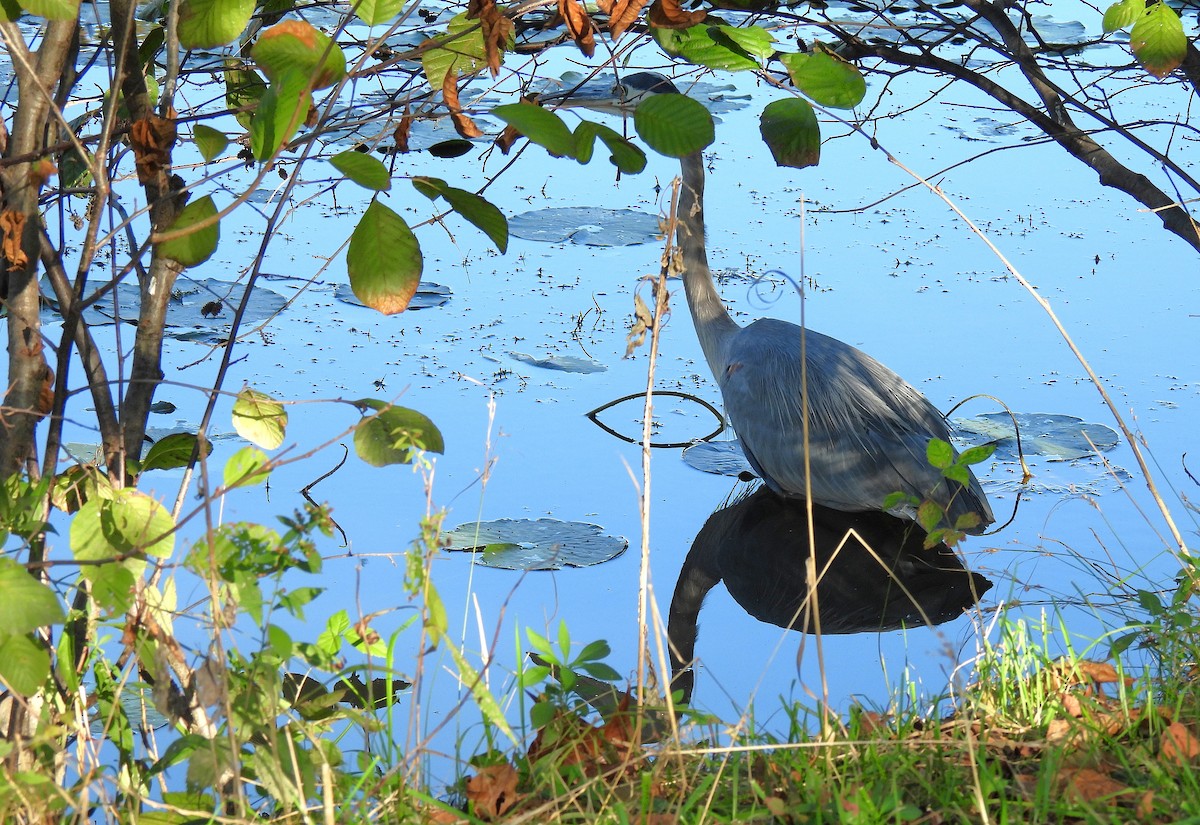 Чапля північна - ML647528208
