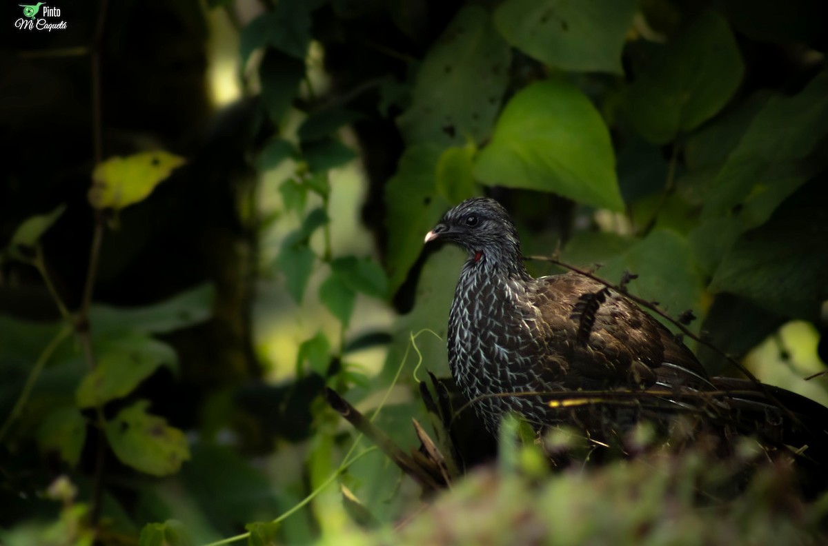 Andean Guan - ML647528220