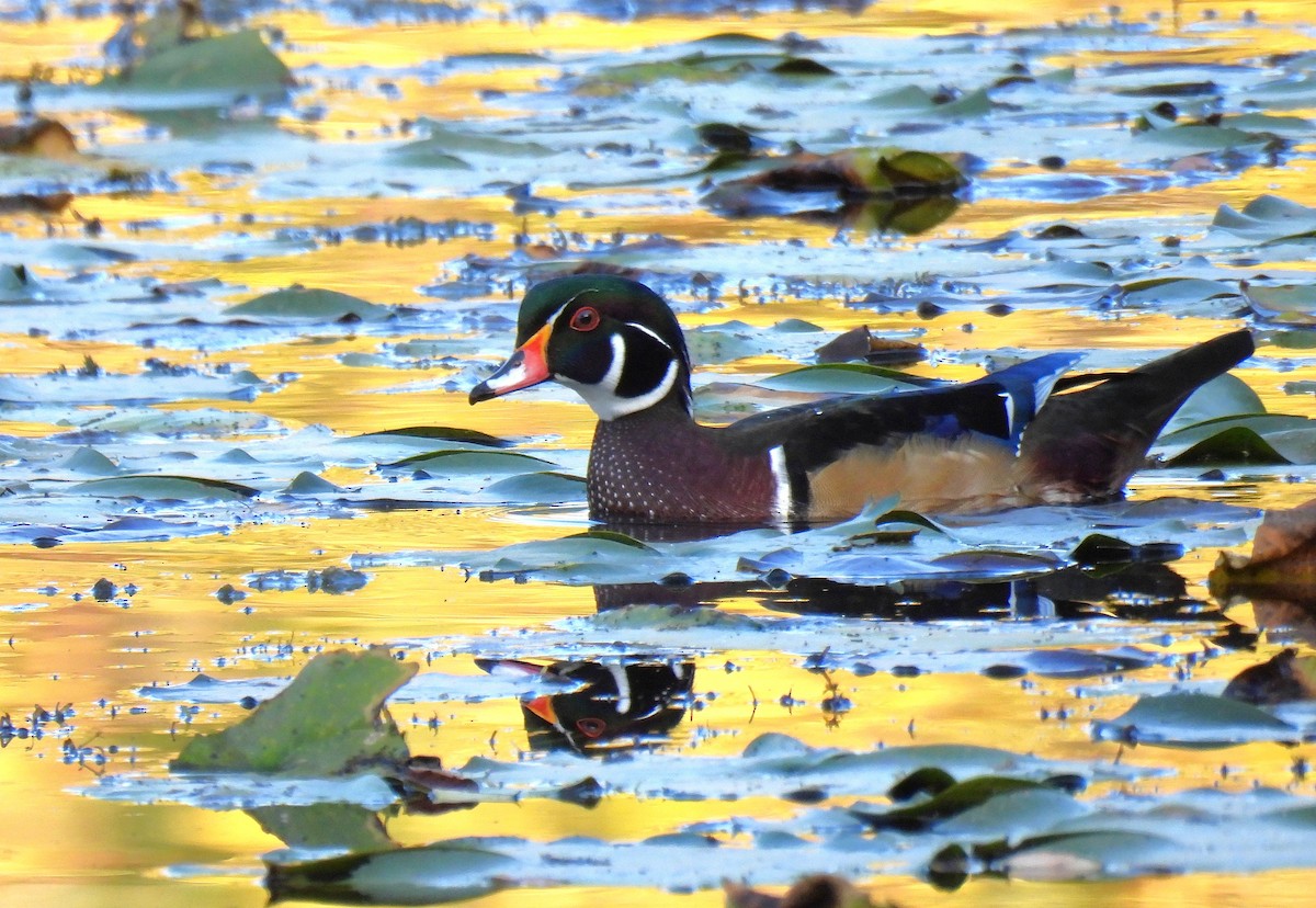 Каролінка - ML647528247