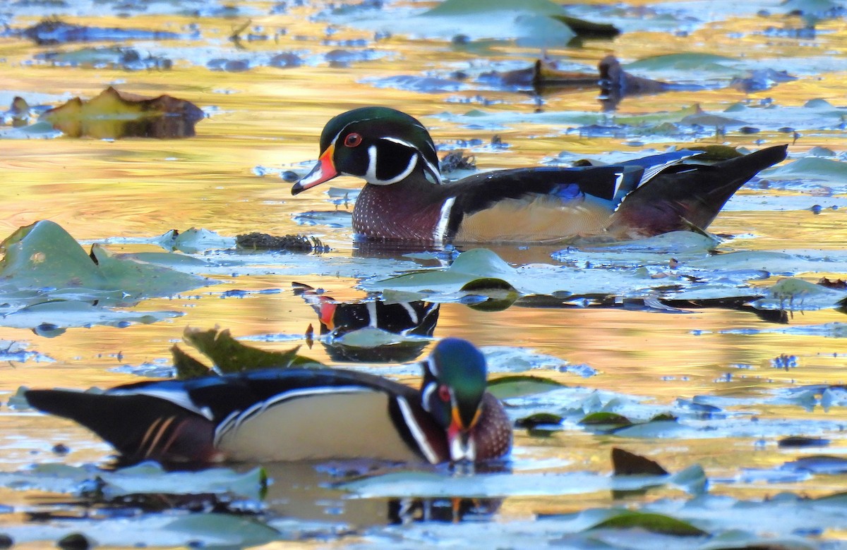 Каролінка - ML647528248