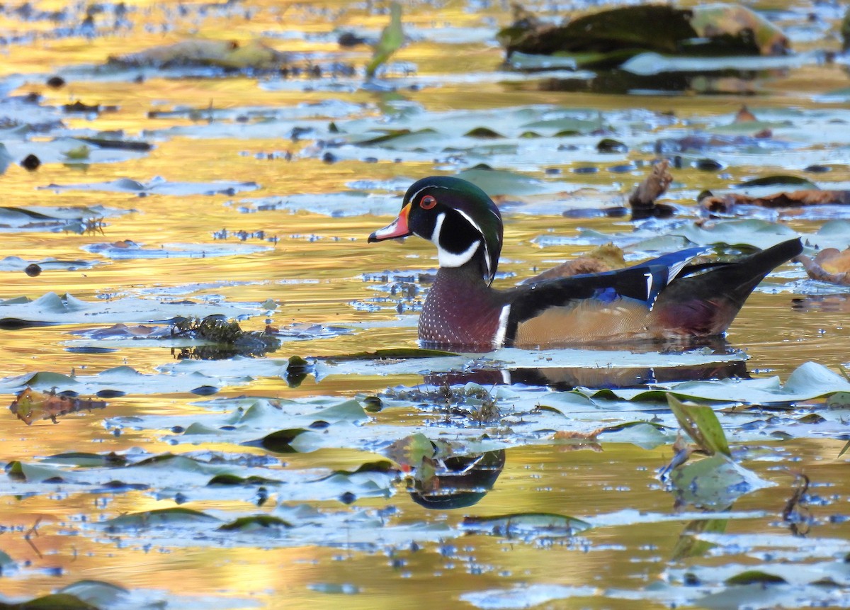 Каролінка - ML647528249