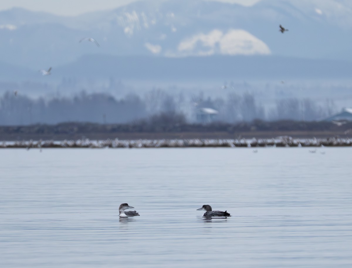 Buz Dalgıcı - ML647528251