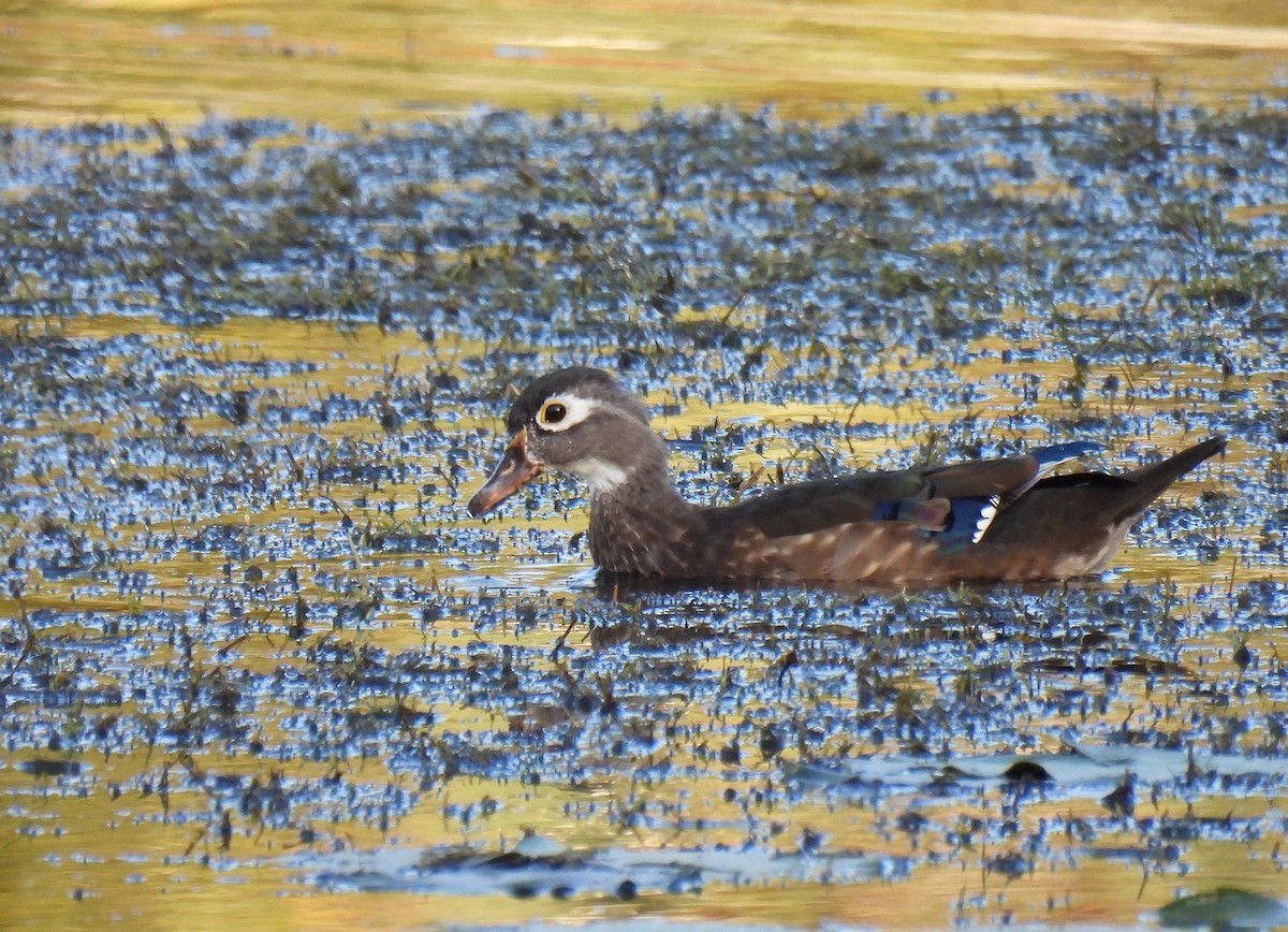 Каролінка - ML647528261