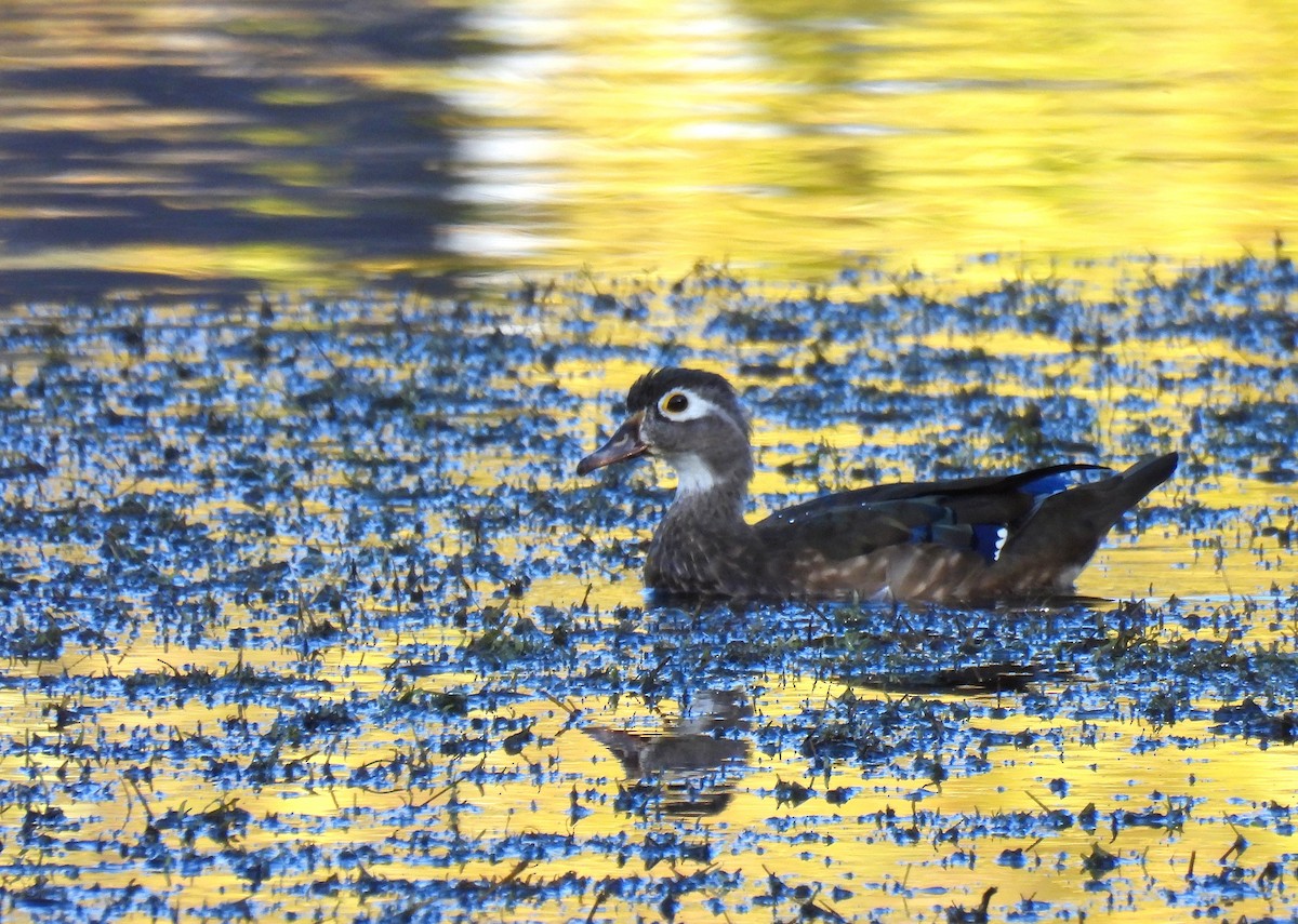 Каролінка - ML647528262