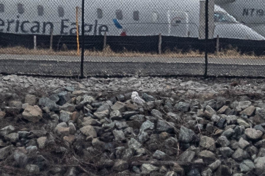 Snowy Owl - ML647528265