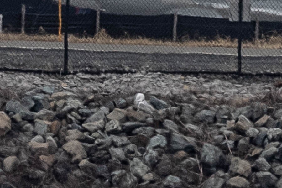 Snowy Owl - ML647528266