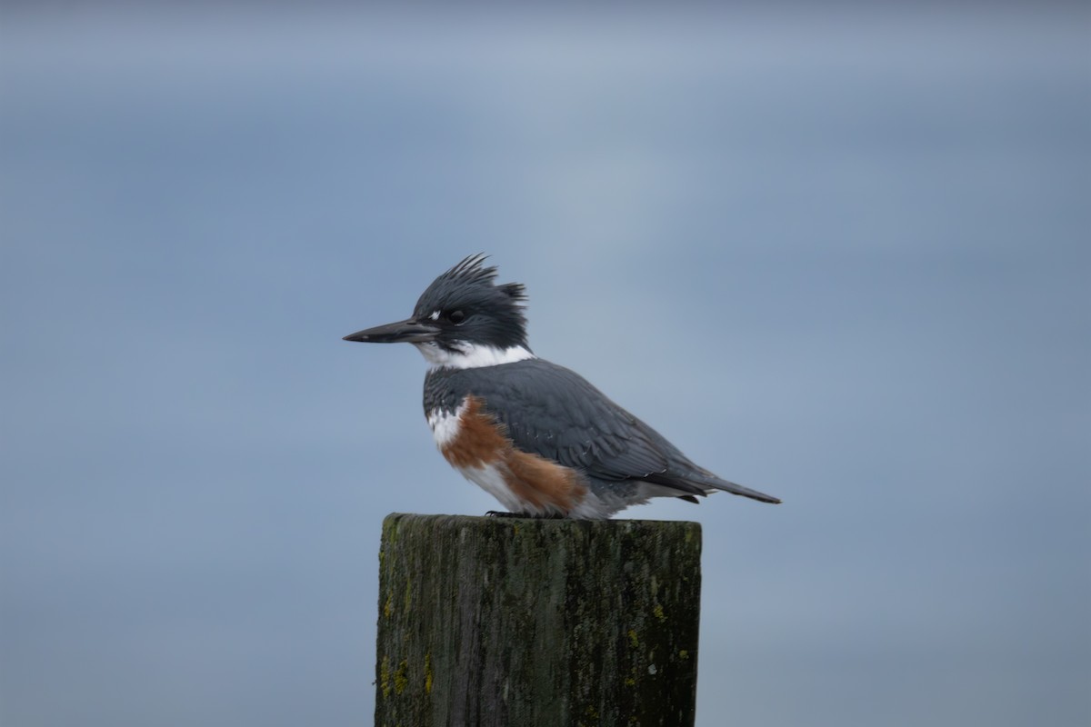 שלדג אמריקני - ML647528268