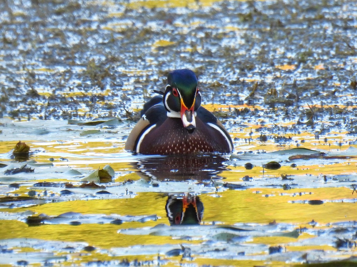Каролінка - ML647528278