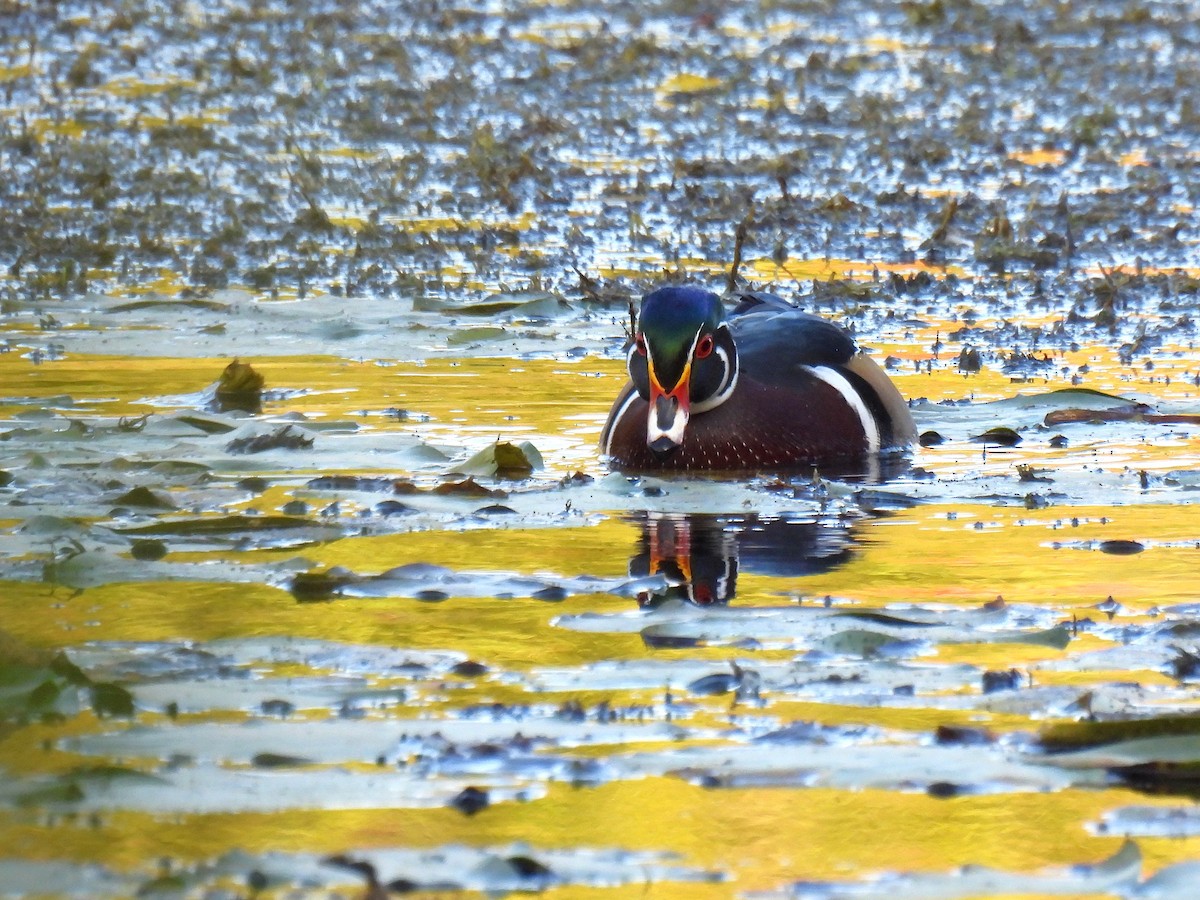 Каролінка - ML647528279