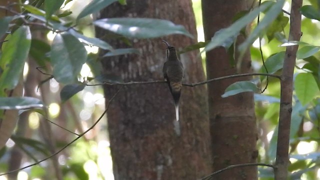 Long-billed Hermit - ML647528285