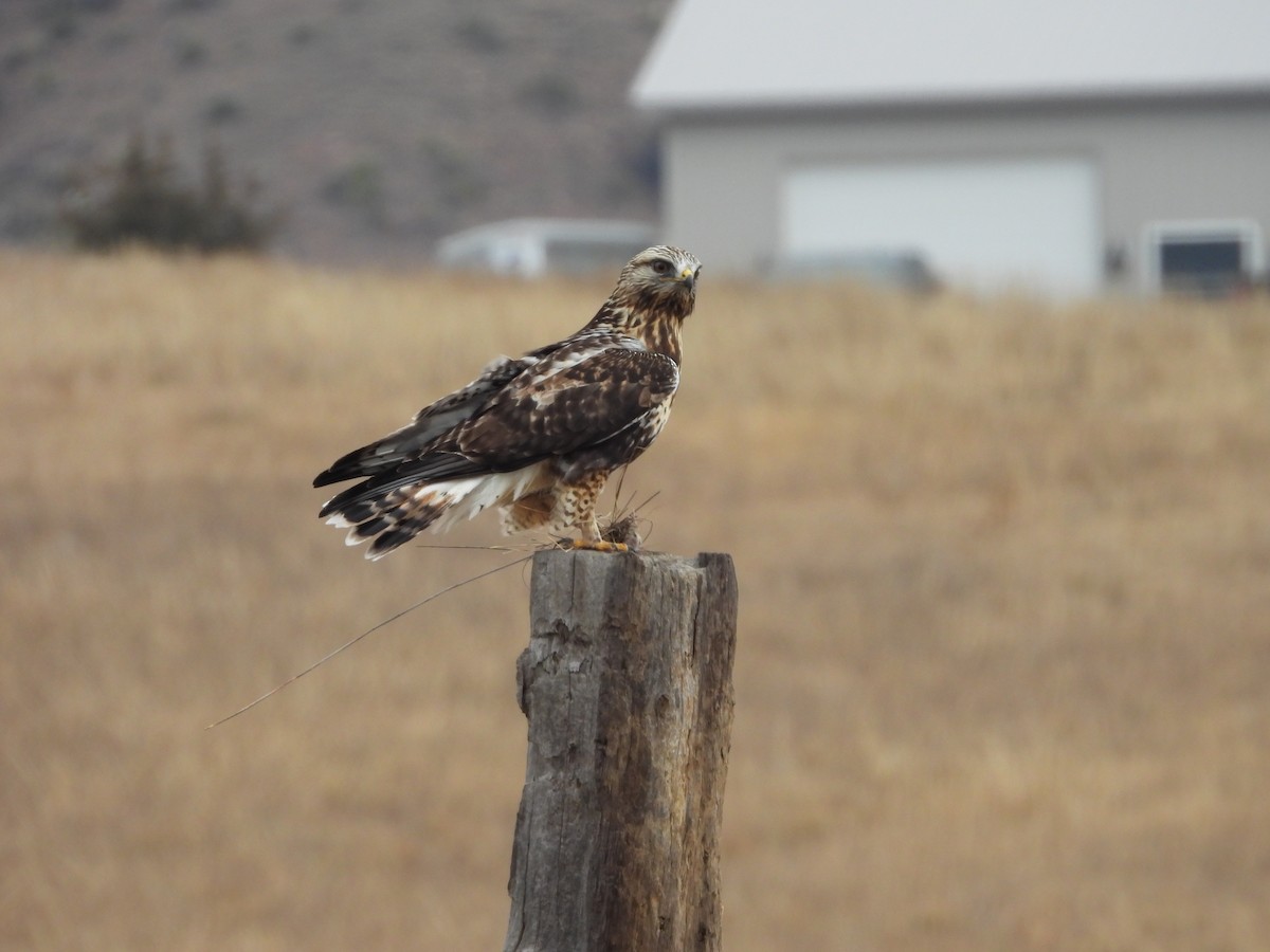 毛足鵟 - ML647528287