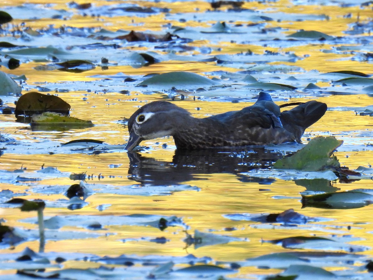 美洲鴛鴦 - ML647528289