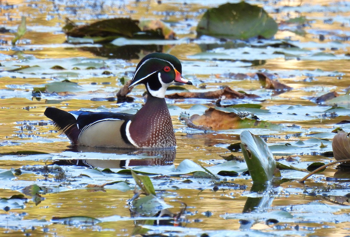 美洲鴛鴦 - ML647528290