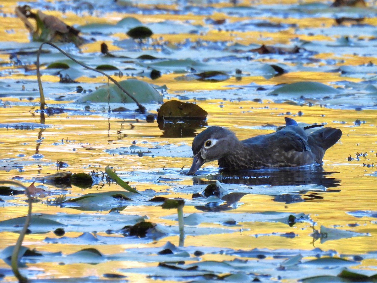 美洲鴛鴦 - ML647528291