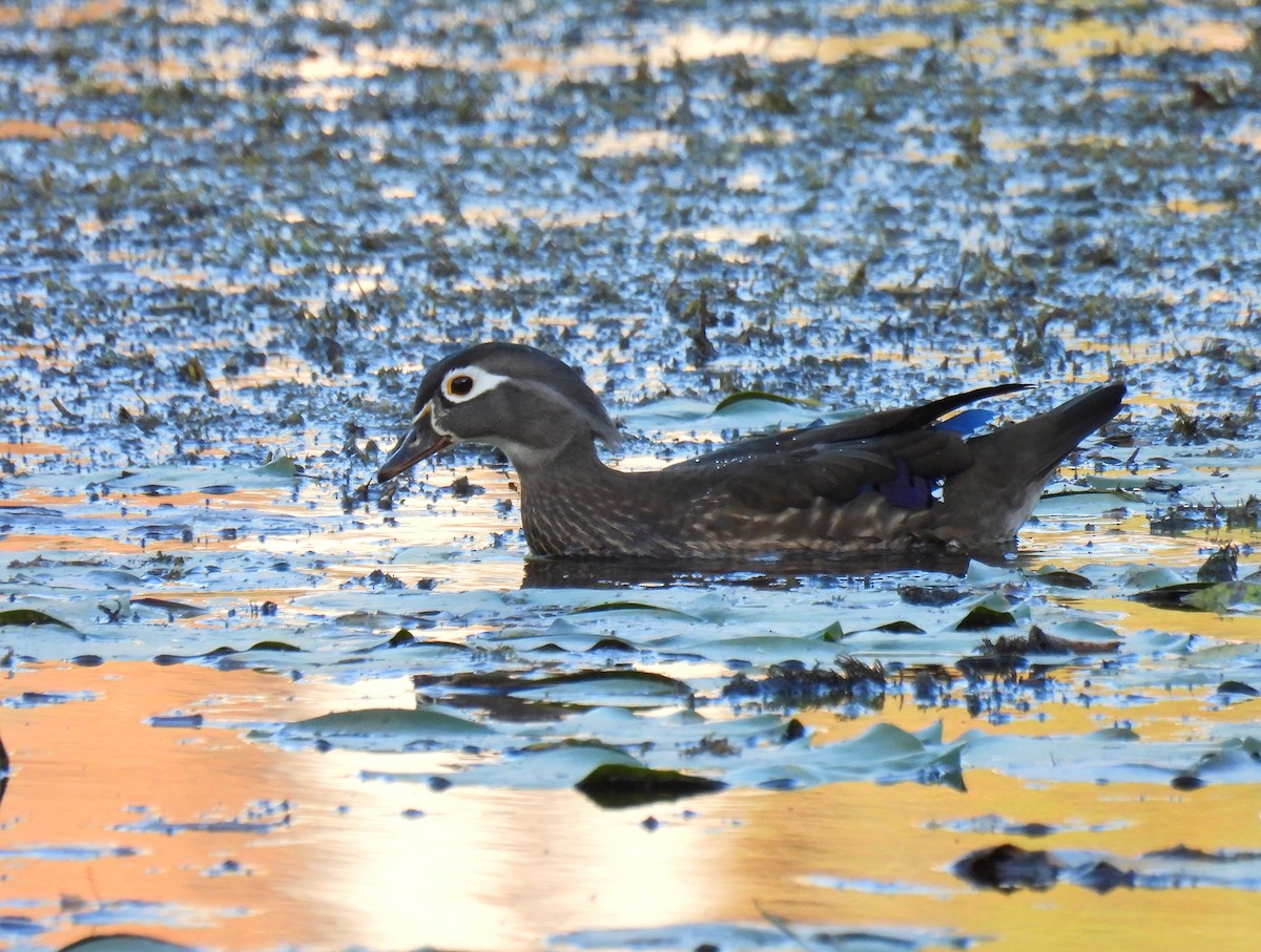 美洲鴛鴦 - ML647528292