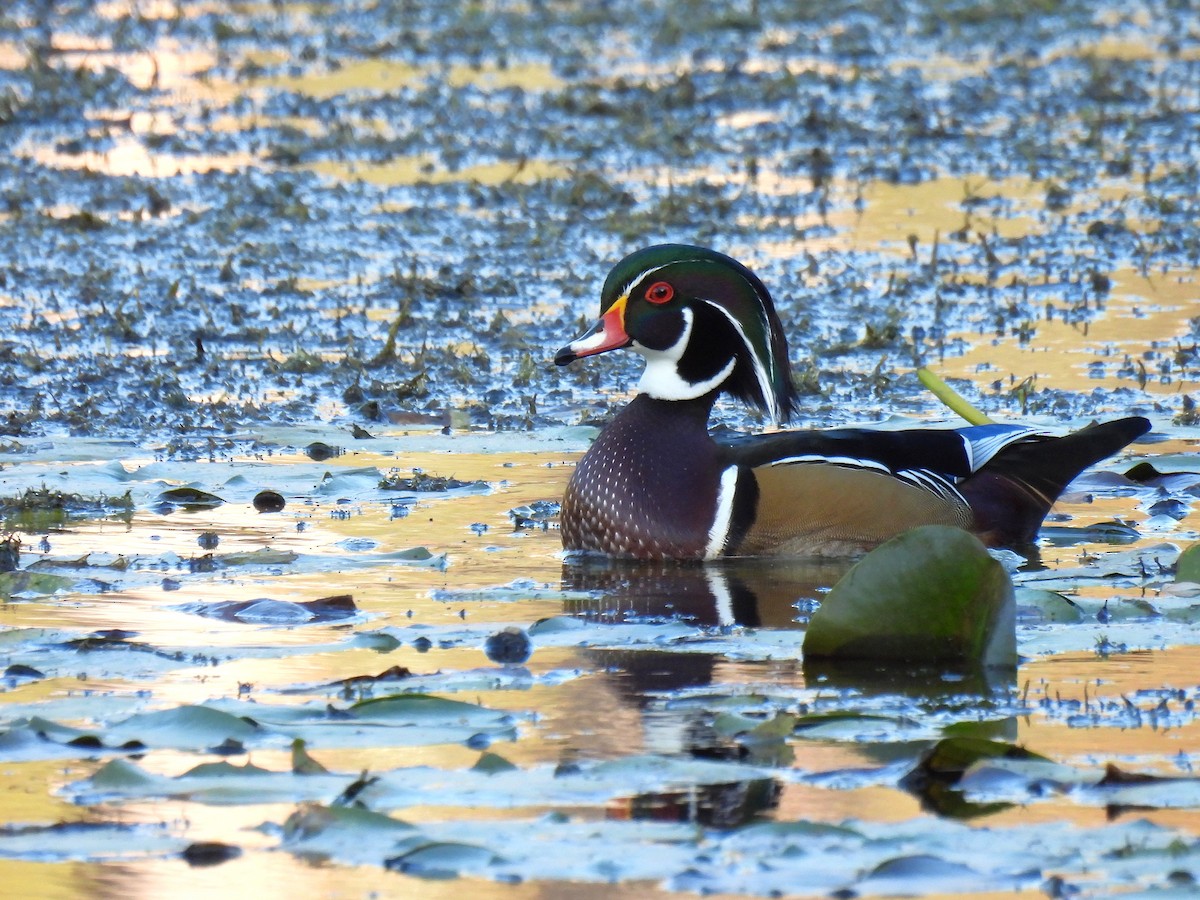 美洲鴛鴦 - ML647528293