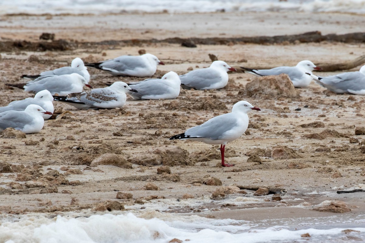 紐澳紅嘴鷗 - ML647528294