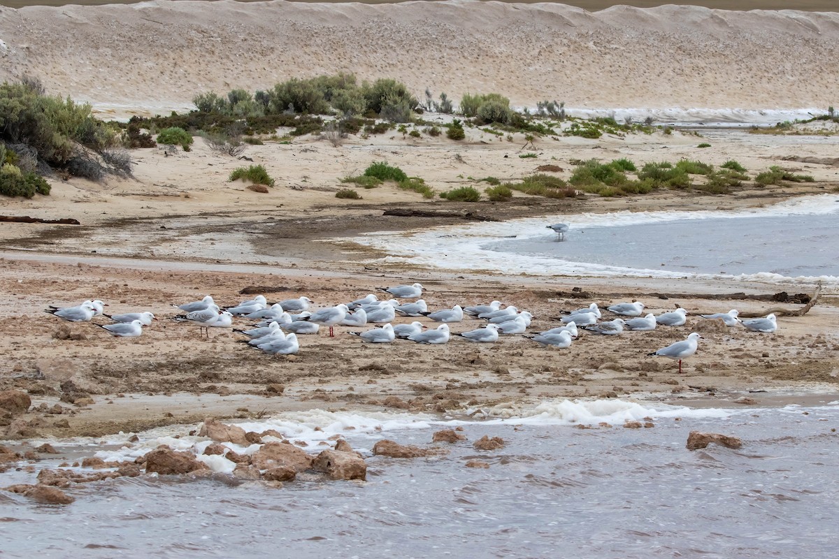 紐澳紅嘴鷗 - ML647528295