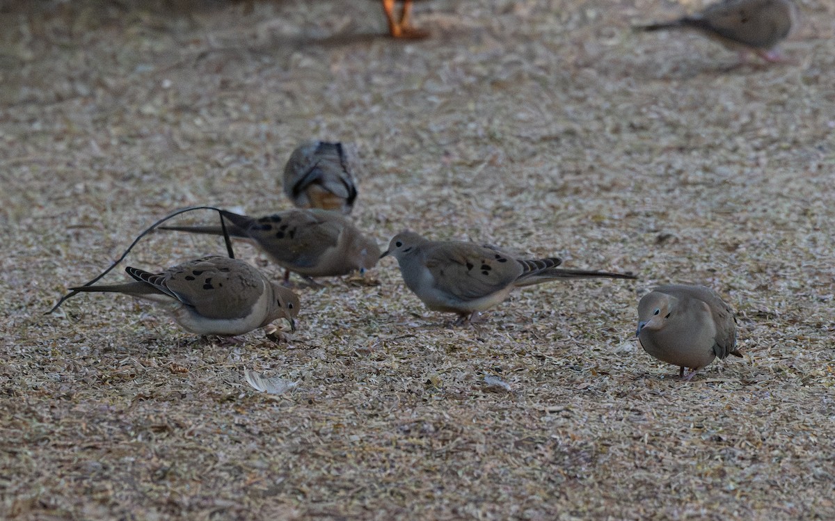 Mourning Dove - ML647528297