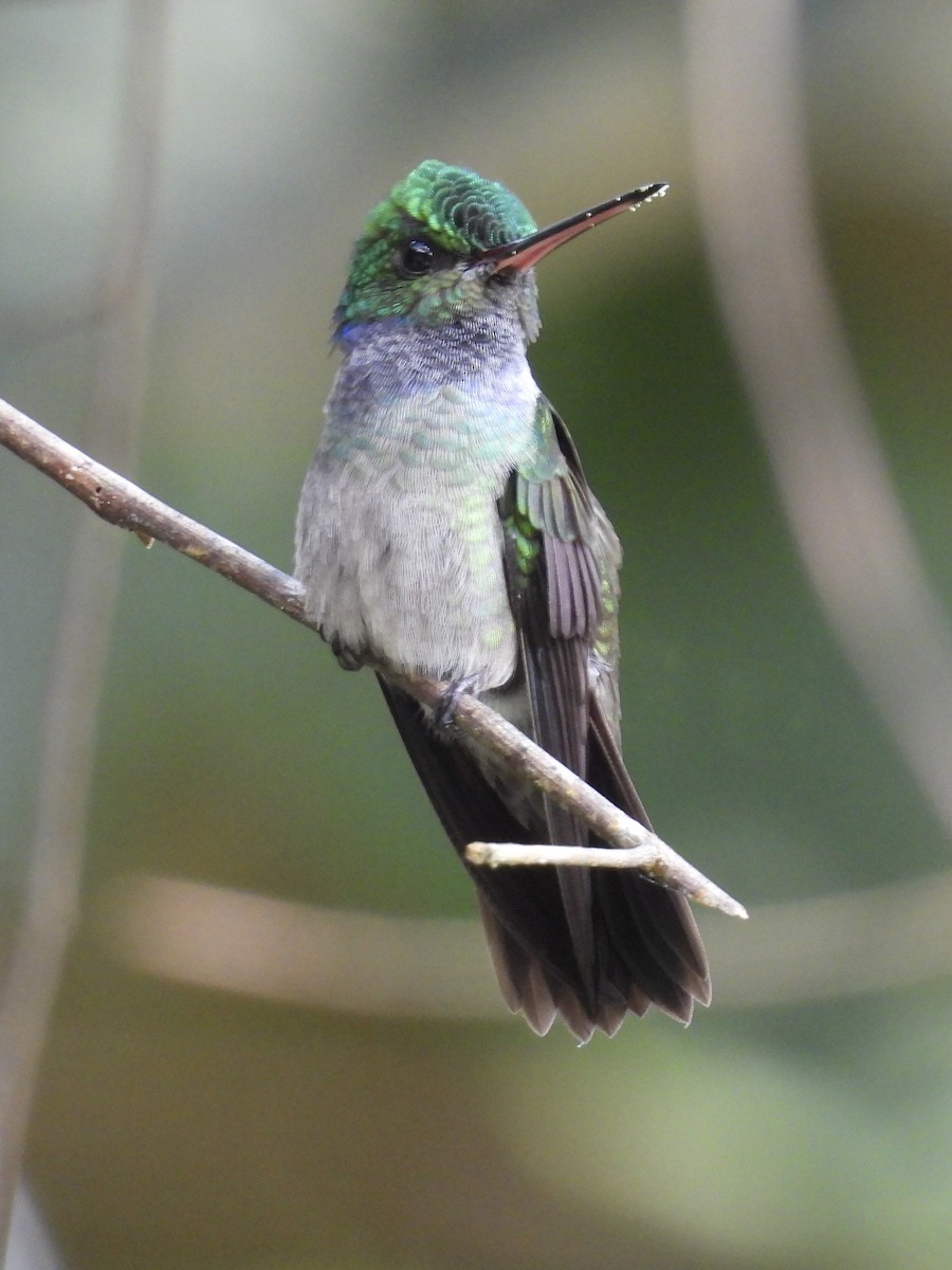 Charming Hummingbird - ML647528298