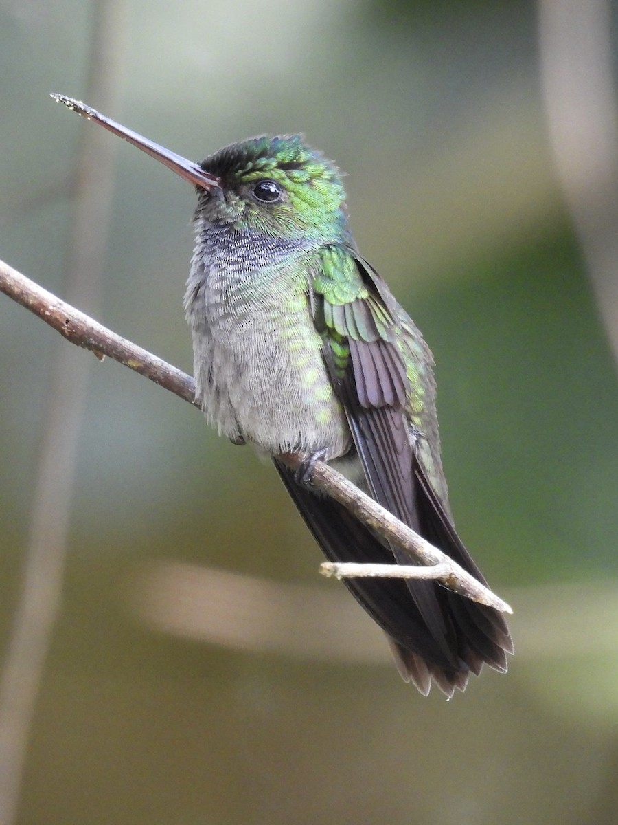 Charming Hummingbird - ML647528299