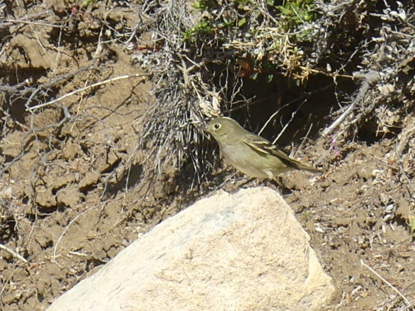 White-crested Elaenia - ML647528300