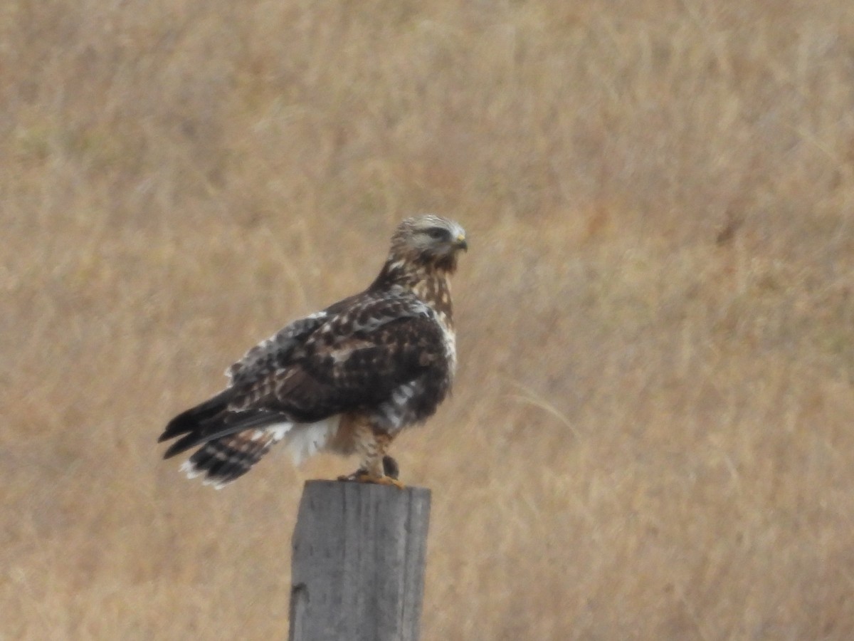 毛足鵟 - ML647528302