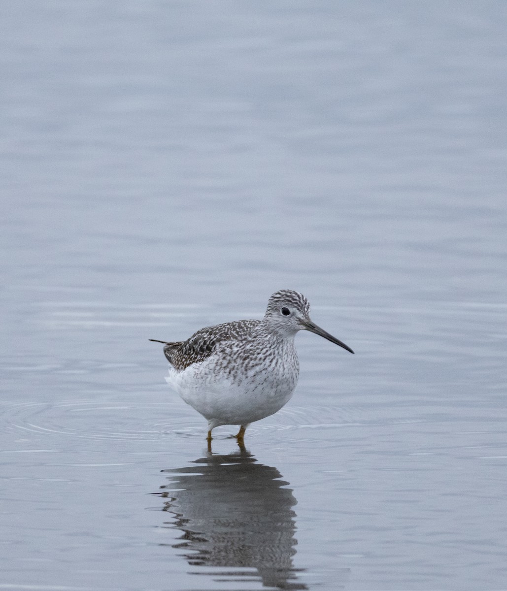 Greater Yellowlegs - ML647528303