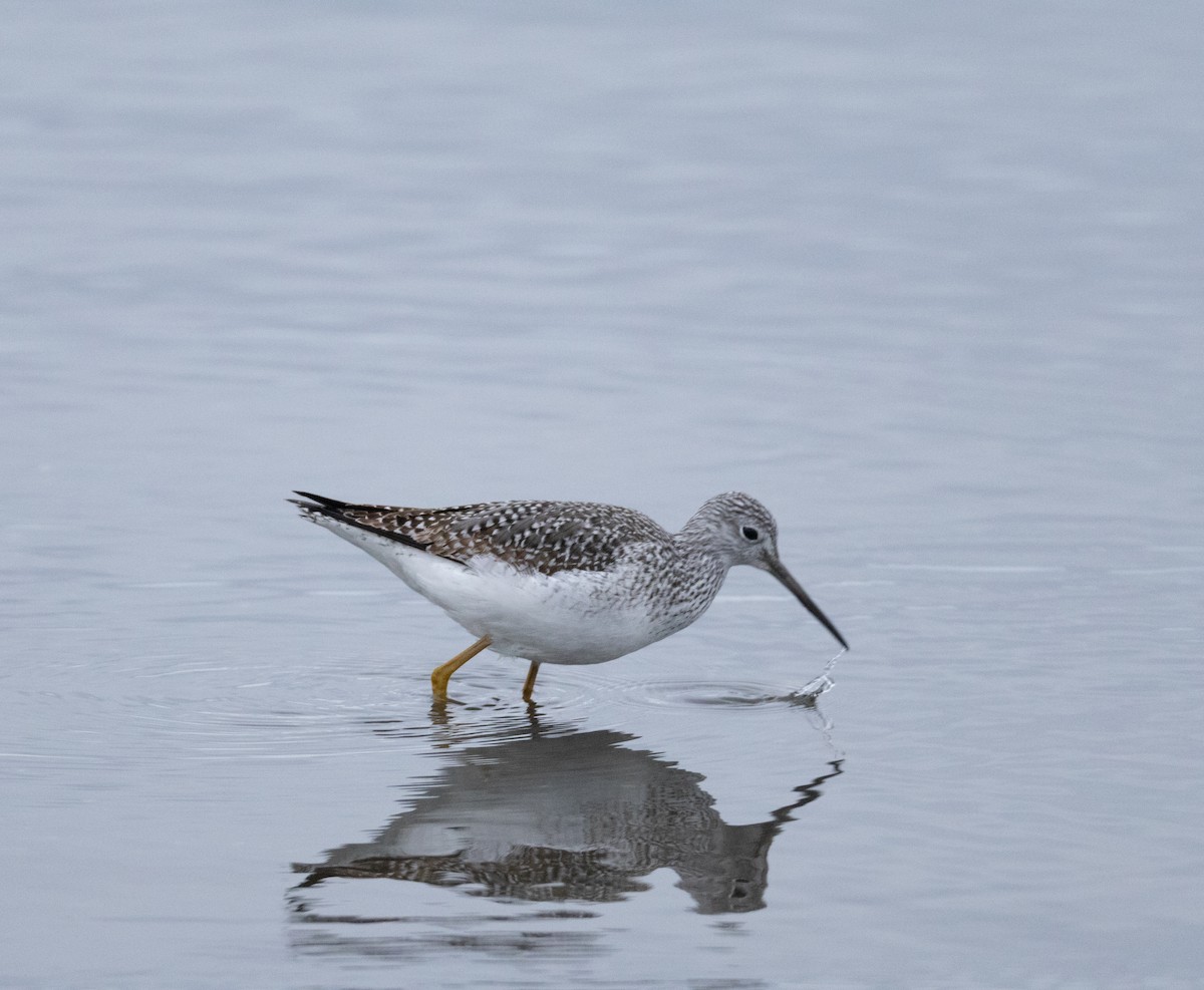 Greater Yellowlegs - ML647528306