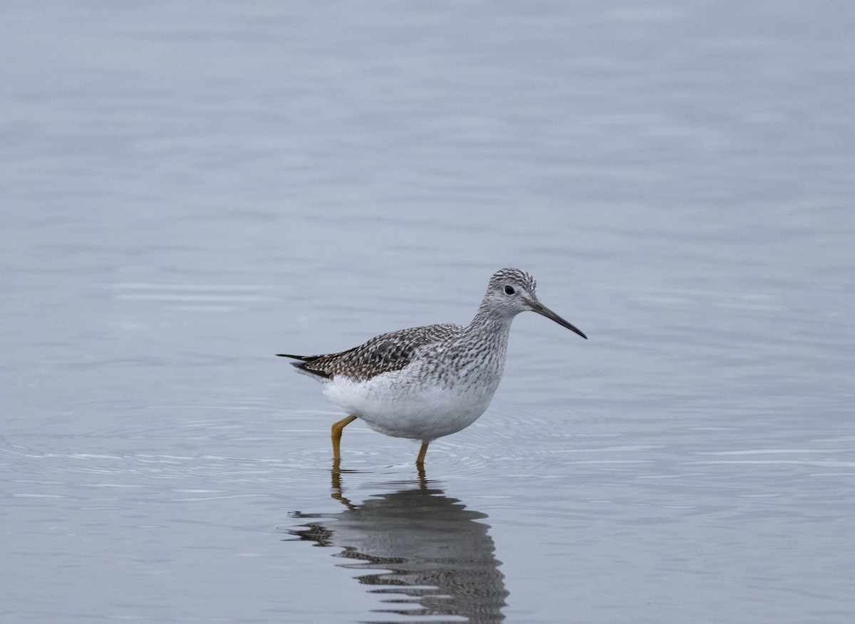 Greater Yellowlegs - ML647528307