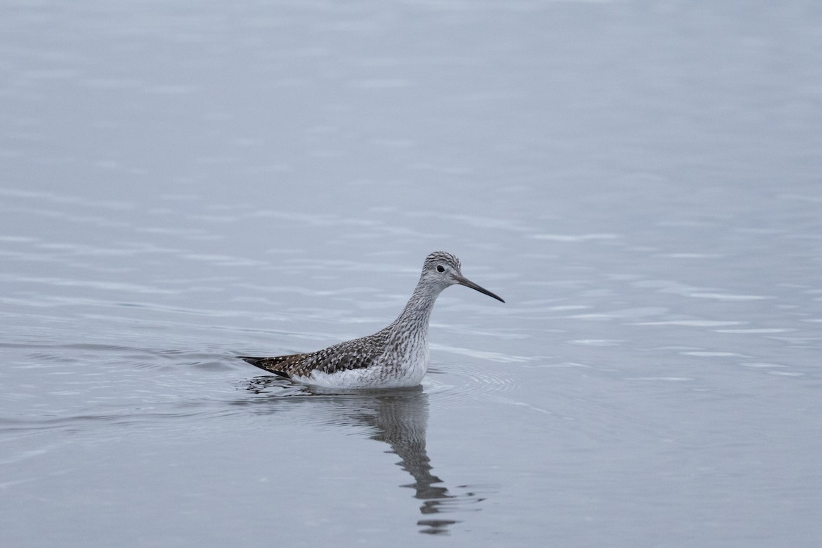 Greater Yellowlegs - ML647528308