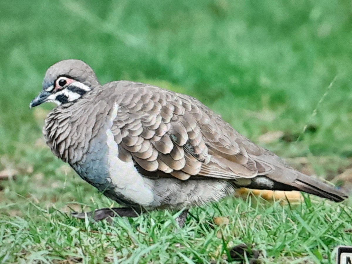Squatter Pigeon - ML647528309