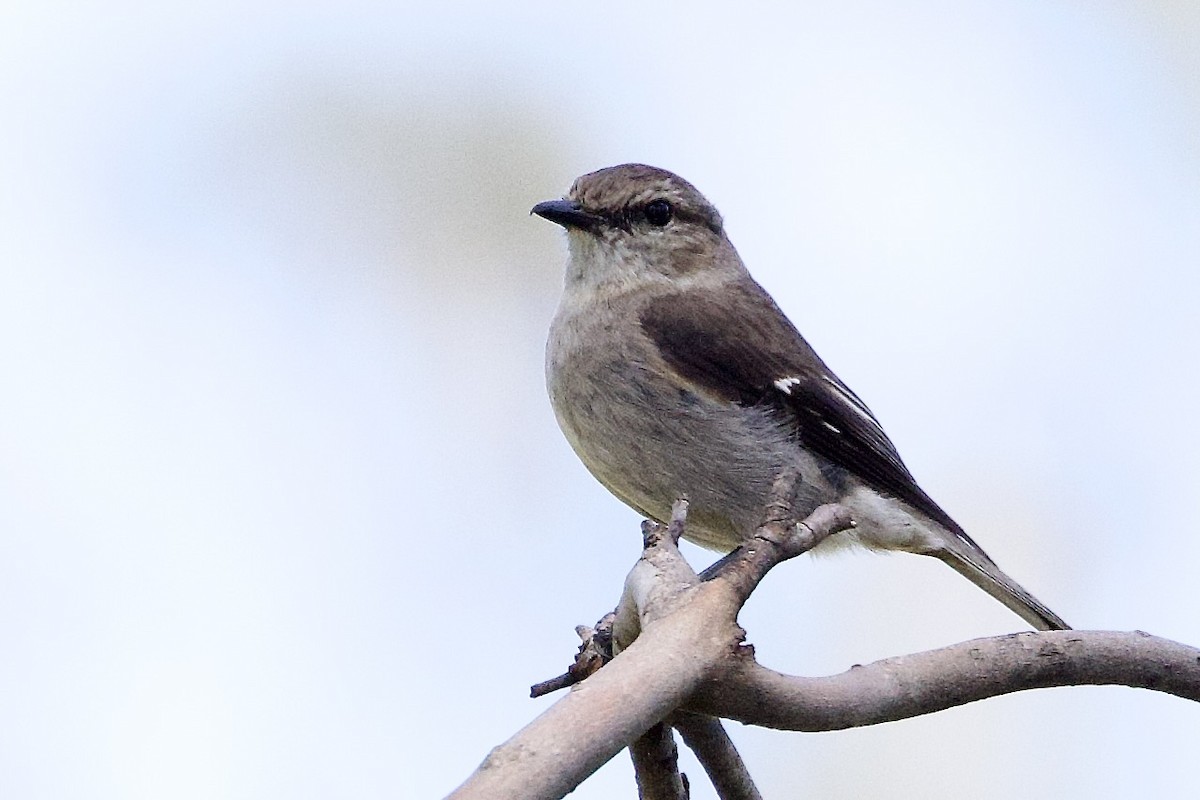 Dusky Robin - ML647528310