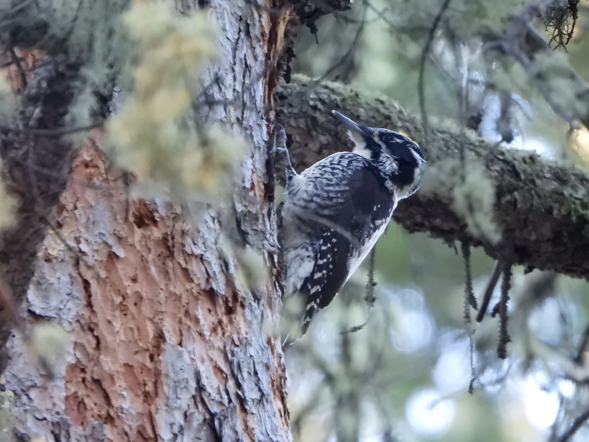 American Three-toed Woodpecker - ML647528311