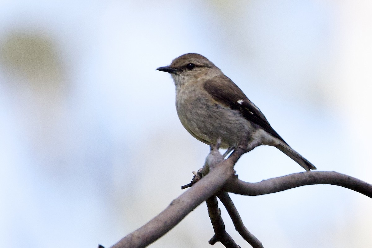 Dusky Robin - ML647528315
