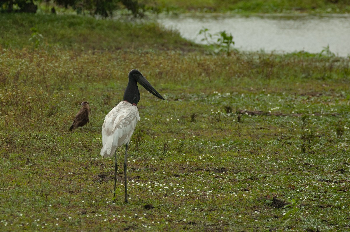 Jabiru - ML647528316
