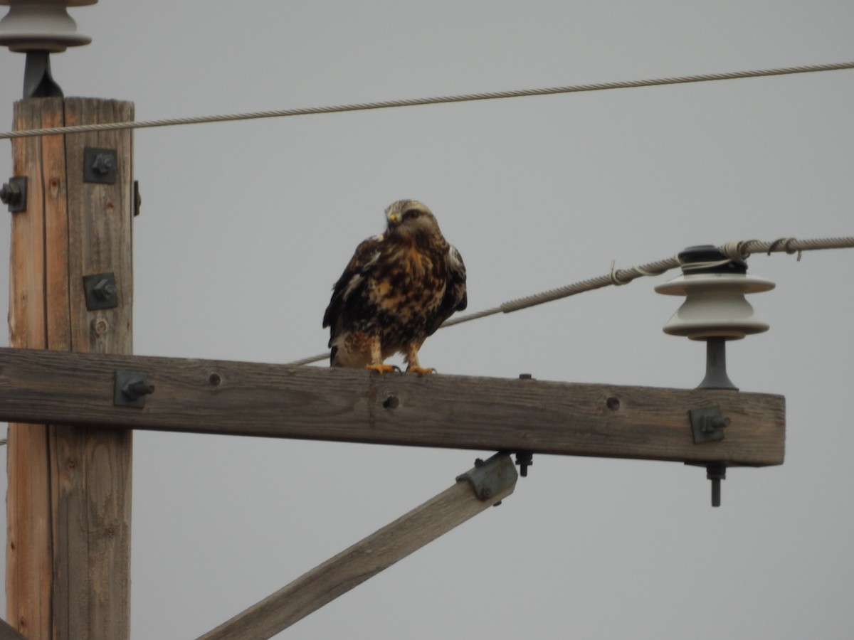 毛足鵟 - ML647528317