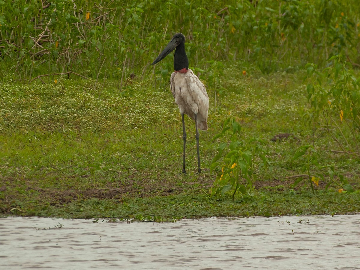 Jabiru - ML647528318