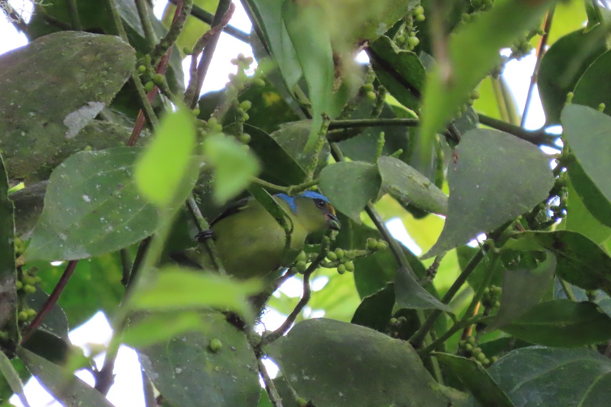 Golden-rumped Euphonia - ML647528323