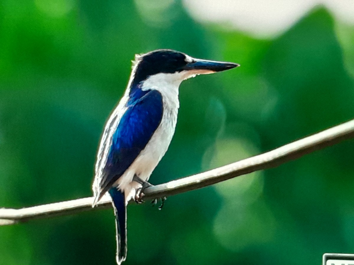 Forest Kingfisher - ML647528325