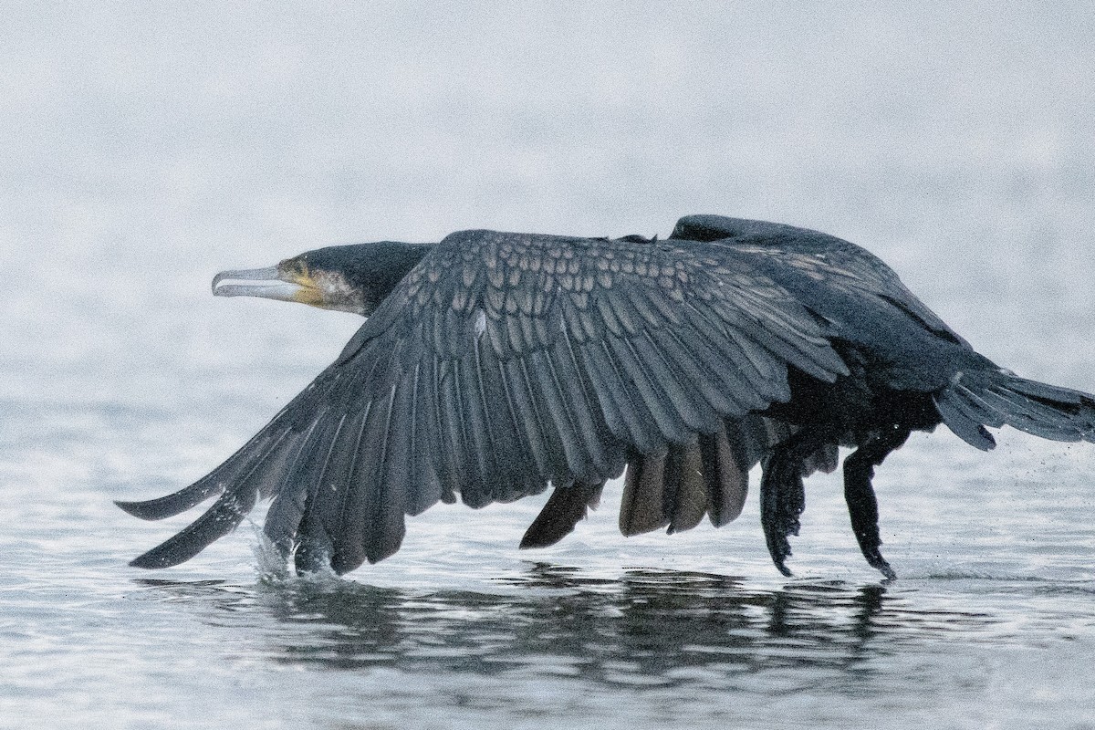 鸕鷀 - ML647528327