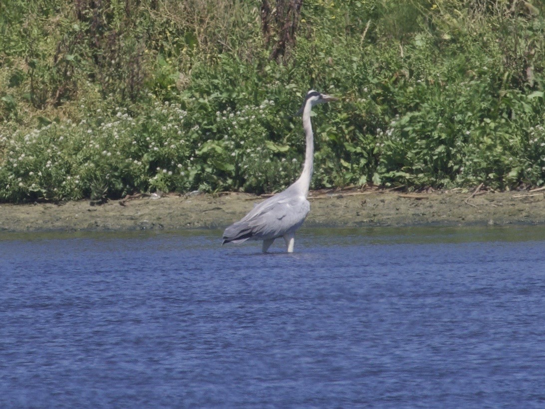 蒼鷺 - ML647528328