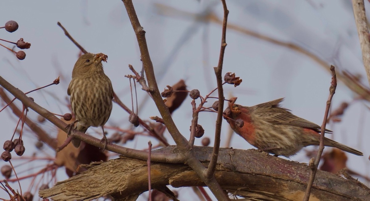 House Finch - ML647528343